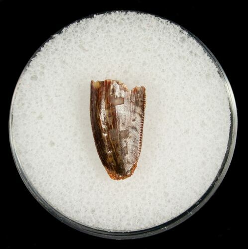 Bargain Raptor Tooth From Morocco #5074